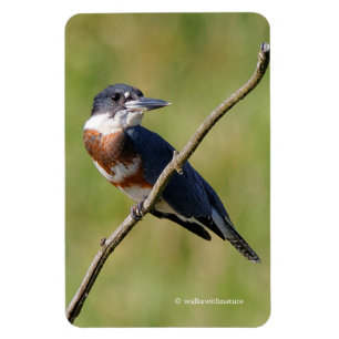 Magnet Flexible Femme Belted Kingfisher dehors sur un membre