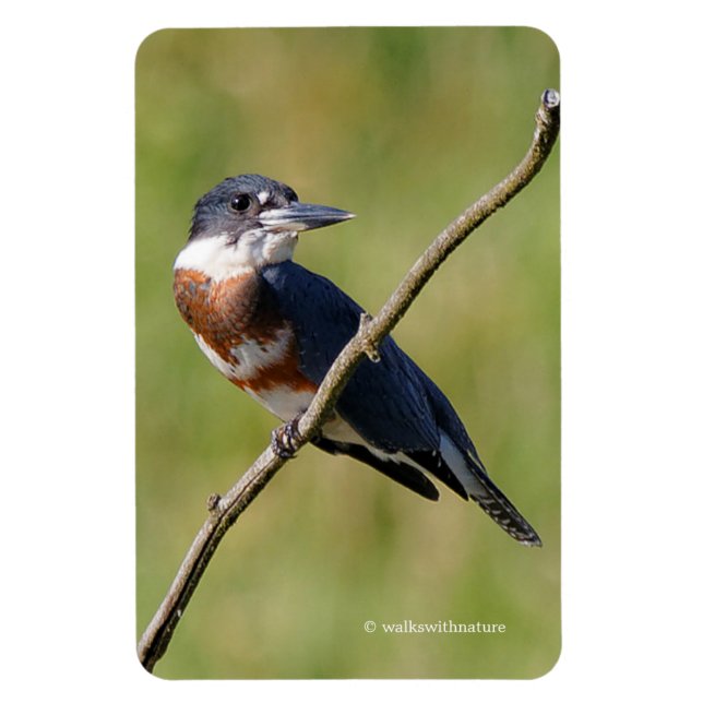 Magnet Flexible Femme Belted Kingfisher dehors sur un membre (Vertical)