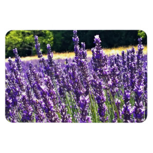 Magnet Flexible Ferme de Lavender
