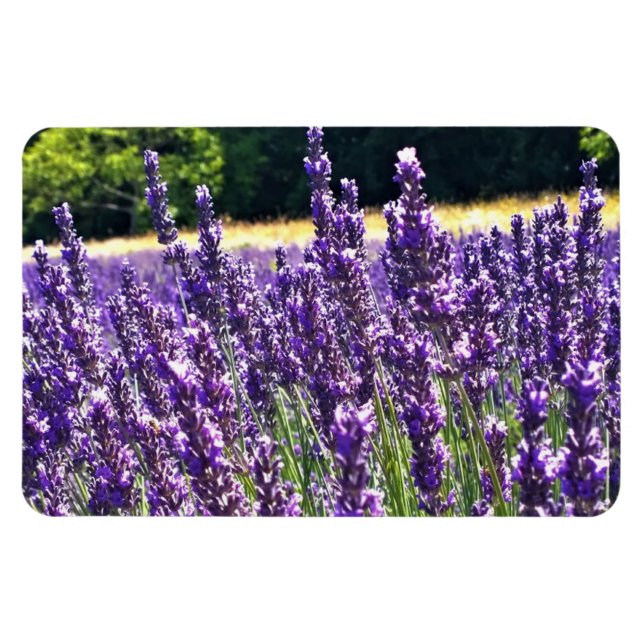 Magnet Flexible Ferme de Lavender (Horizontal)