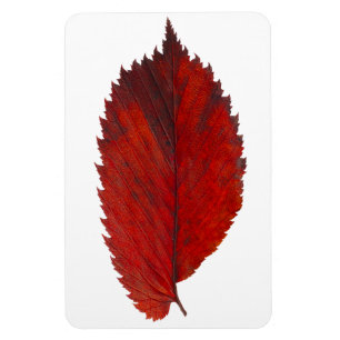 Magnet Flexible Feuille d'automne d'Elm