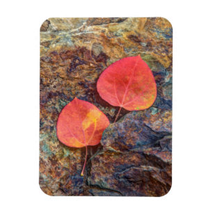 Magnet Flexible Feuille d'automne sur rocher, Californie