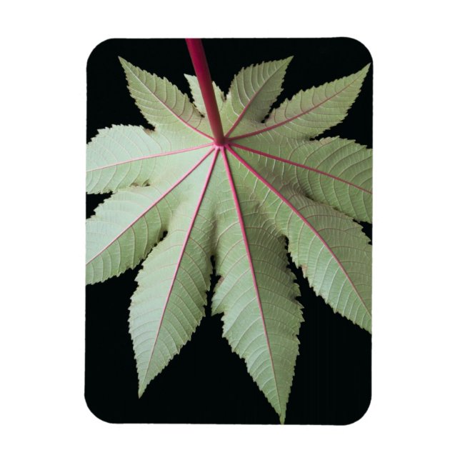 Magnet Flexible Feuille et tige (Vertical)