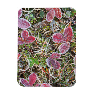 Magnet Flexible Feuilles couvertes de givre, Canada