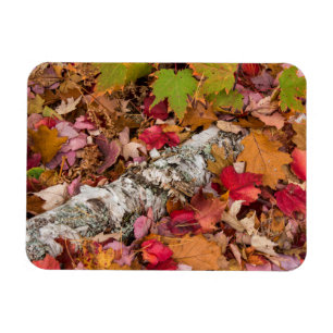 Magnet Flexible Feuilles de érable d'automne couvrent l'écorce de