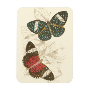 Magnet Flexible Feuilles de Sepia avec papillons colorés