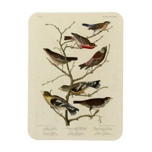 Magnet Flexible Finch, Bunting, Grosbeak, Audubon Birds of America