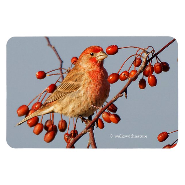 Magnet Flexible Finch maison avec Berries Hawthorn (Horizontal)