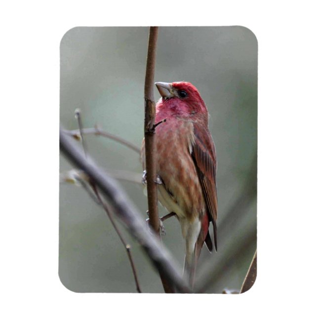 Magnet Flexible Finch pourpre (Vertical)