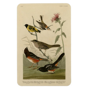 Magnet Flexible Finch, Towhee, Sparrow, Audubon's Birds of America
