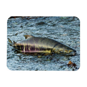 Magnet Flexible Fishermen Love them Salmon