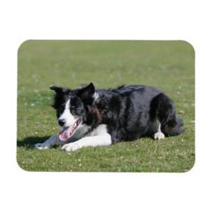 Magnet Flexible Fixation de border collie