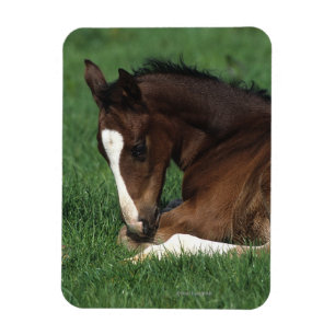 Magnet Flexible Fixation de poulain de Warmblood