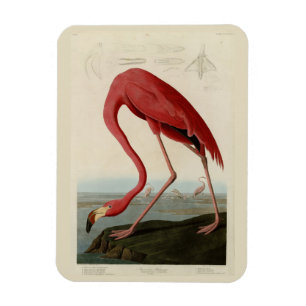 Magnet Flexible Flamant rose américain d'Audubon's Birds of Americ
