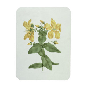 Magnet Flexible Flétan (Hypericum quartinianum) (w/c