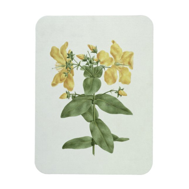 Magnet Flexible Flétan (Hypericum quartinianum) (w/c (Vertical)