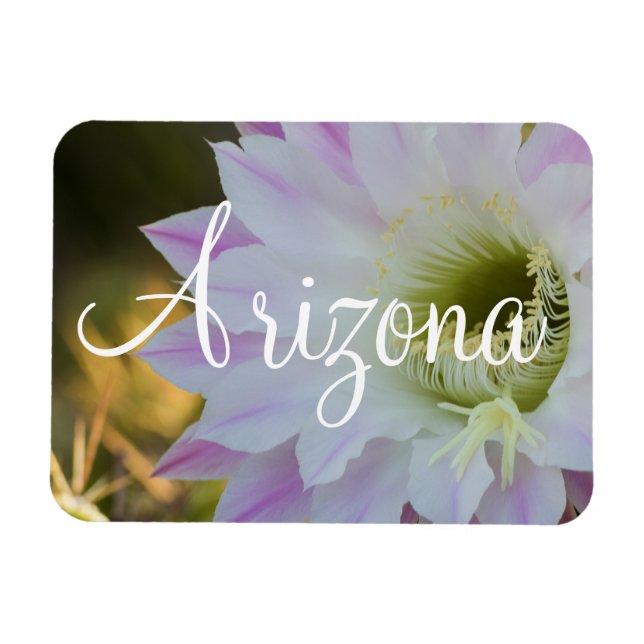 Magnet Flexible Fleur de cactus violet et blanc, Arizona (Horizontal)