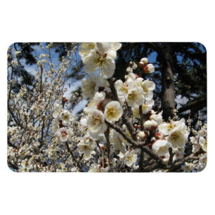 Magnet Flexible Fleur de cerisier blanc / Sakura / ク(桜)