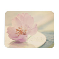 Fleur de cerisier rose pâle délicate