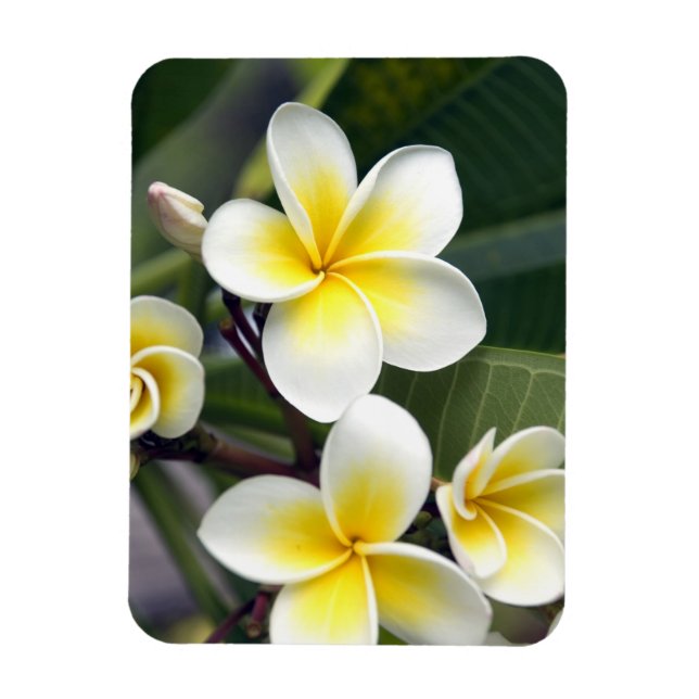 Magnet Flexible fleur de frangipanier Îles Cook (Vertical)