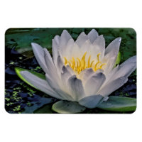 Fleur de Lotus blanc brillant