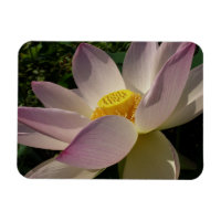 Fleur de lotus rose III Florale d'été