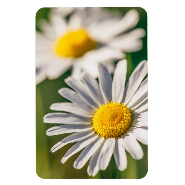 Magnet Flexible Fleur de marguerite de prairie (Vertical)