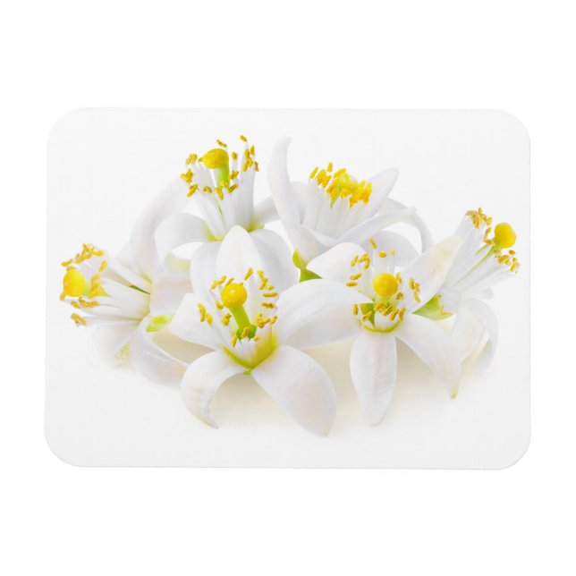 Magnet Flexible Fleur d'oranger (Horizontal)