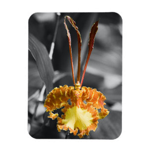 Magnet Flexible Fleur d'orchidée jaune