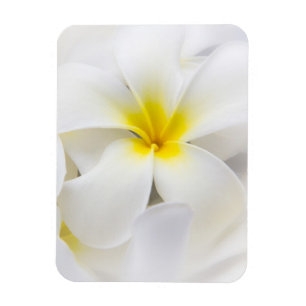 Magnet Flexible Fleur Frangipani Plumeria blanche Fleurs florales