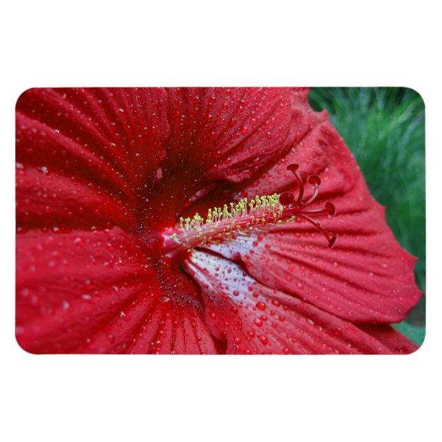 Magnet Flexible Fleur Hibiscus Rouge Avec Raindrops Photo (Horizontal)