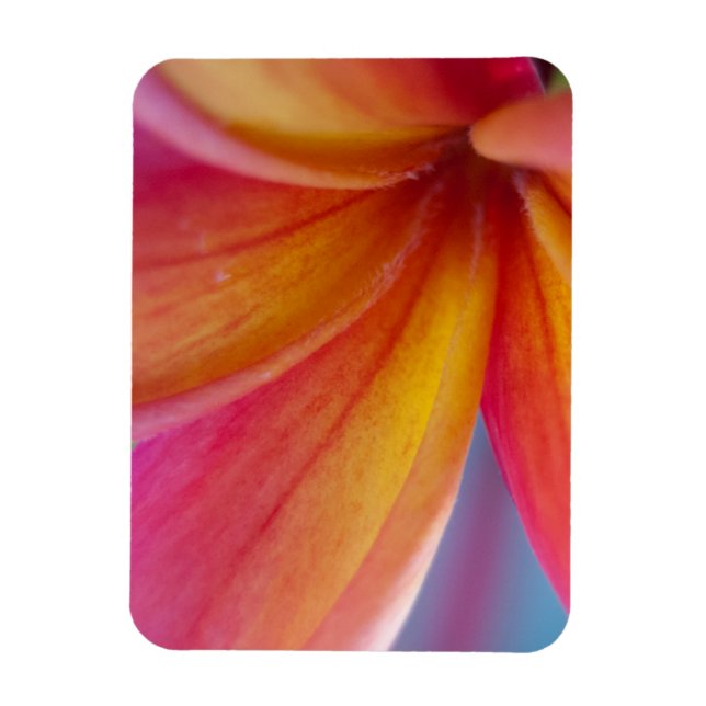 Magnet Flexible Fleur Plumeria Tropicale Rose Profond Jaune Orange (Vertical)