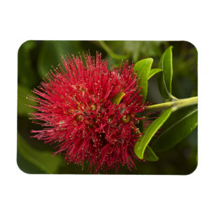 Magnet Flexible Fleur Pohutukawa, Dunedin