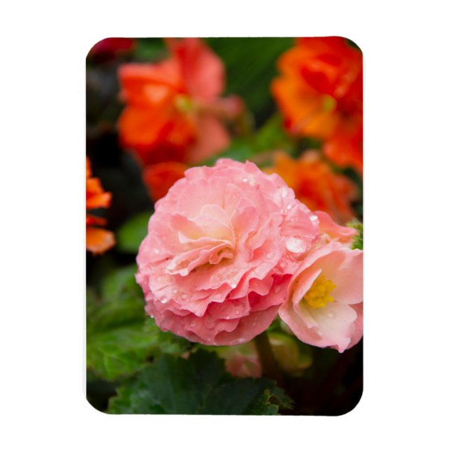 Magnet Flexible Fleur rose délicate après la pluie (Vertical)