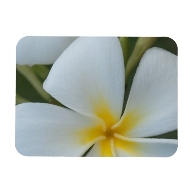 Magnet Flexible Fleur Tropicale Blanche De Fidji (Horizontal)