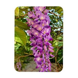 Magnet Flexible Fleur Wisteria