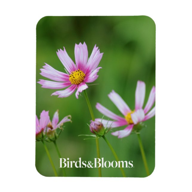 Magnet Flexible Fleurs Cosmos (Vertical)