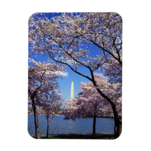 Magnet Flexible Fleurs de cerisier dans le Washington DC