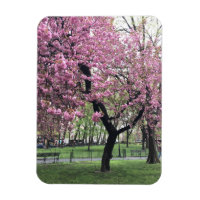 Fleurs de cerisiers roses printemps New York City