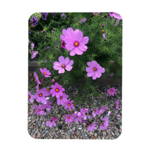 Magnet Flexible Fleurs de cosmos avec des galets sur un