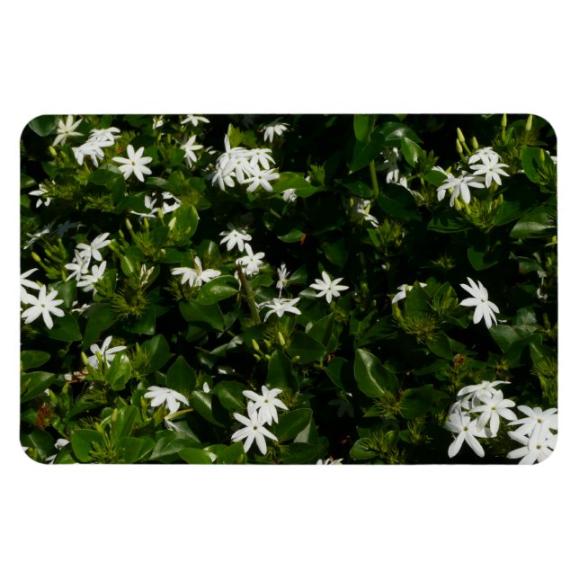 Magnet Flexible Fleurs de jasmin Botanique tropicale florale (Horizontal)
