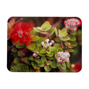 Magnet Flexible Fleurs de Lehua à Hawaï Volcans