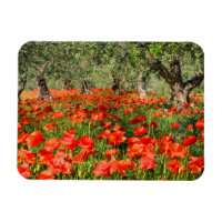 Fleurs de pavot rouge sous les vieux oliviers