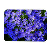 Fleurs de type Marguerite Bleue Photographie de la