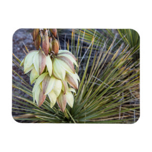 Magnet Flexible Fleurs De Yucca À Soaptree Dans Le Haut Missouri