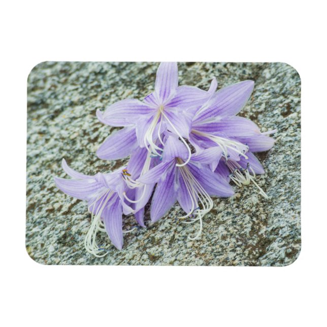 Magnet Flexible fleurs d'hosta lavande en pleine floraison  (Horizontal)