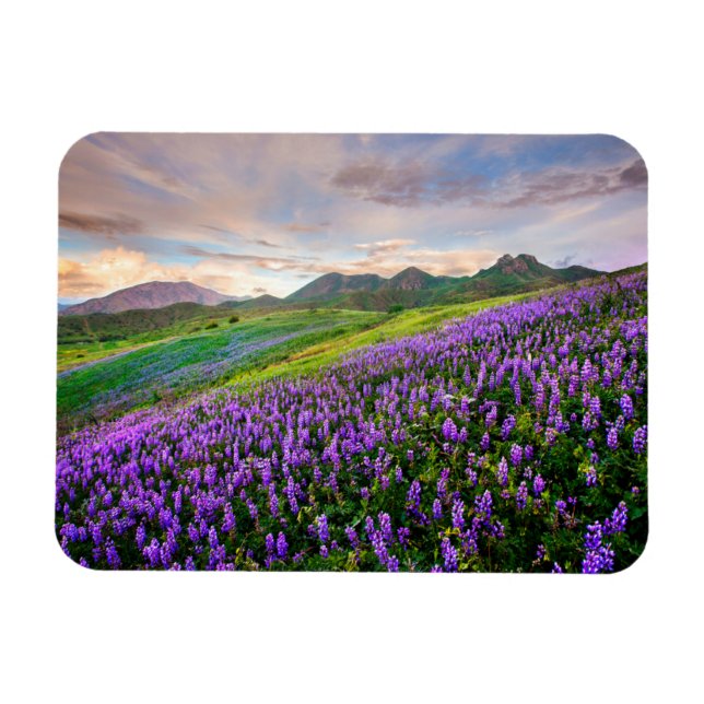 Magnet Flexible Fleurs | Fleurs sauvages californiens (Horizontal)