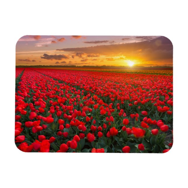 Magnet Flexible Fleurs | Jardin botanique Hollande (Horizontal)