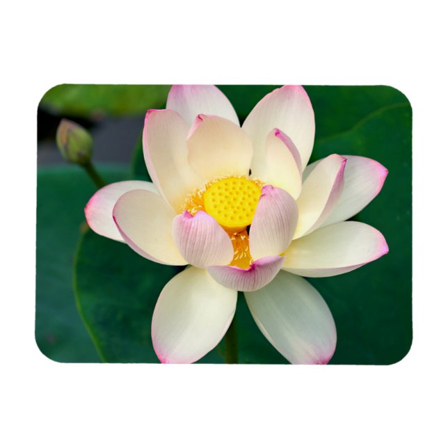 Magnet Flexible Fleurs | Lotus Water Flower (Horizontal)