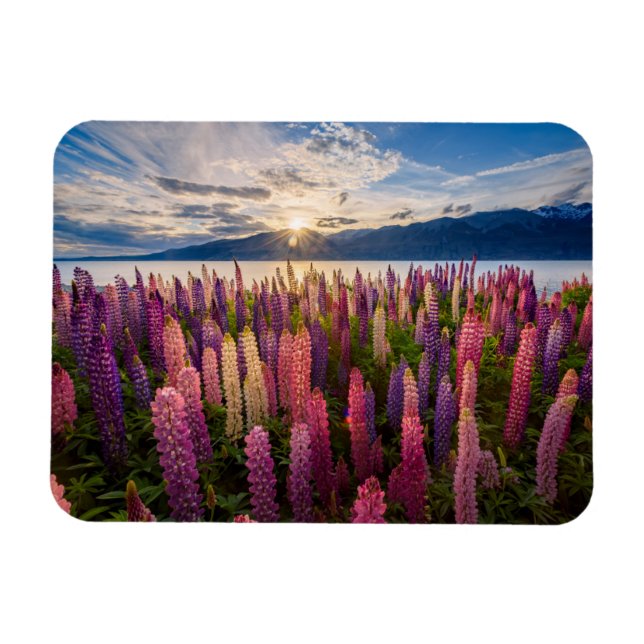 Magnet Flexible Fleurs | Lupines Nouvelle-Zélande (Horizontal)